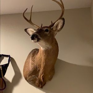 Meet your Posher, Astrid